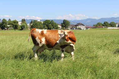 Vorarlberg, Avusturya 'da yeşil çayırlarda otlayan bir inek var..