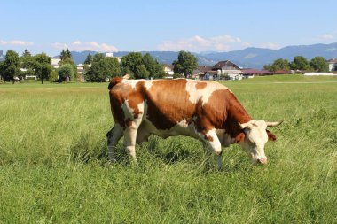 Vorarlberg, Avusturya 'da yeşil çayırlarda otlayan bir inek var..