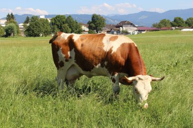 Vorarlberg, Avusturya 'da yeşil çayırlarda otlayan bir inek var..