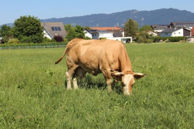 Vorarlberg, Avusturya 'da yeşil çayırlarda otlayan bir inek var..