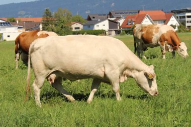 İnekler sert, Vorarlberg, Avusturya 'da yeşil çayırlarda otluyor..