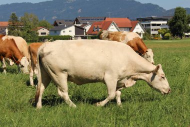 İnekler sert, Vorarlberg, Avusturya 'da yeşil çayırlarda otluyor..