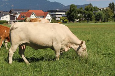 İnekler sert, Vorarlberg, Avusturya 'da yeşil çayırlarda otluyor..