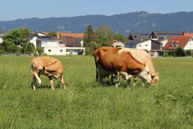 İnekler sert, Vorarlberg, Avusturya 'da yeşil çayırlarda otluyor..