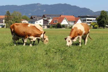 İnekler sert, Vorarlberg, Avusturya 'da yeşil çayırlarda otluyor..