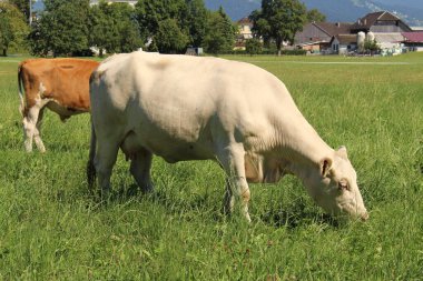 İnekler sert, Vorarlberg, Avusturya 'da yeşil çayırlarda otluyor..