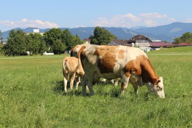 İnekler sert, Vorarlberg, Avusturya 'da yeşil çayırlarda otluyor..