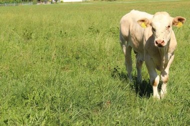 Bir erkek buzağı Sert, Vorarlberg, Avusturya 'da yeşil çayırlarda otluyor..