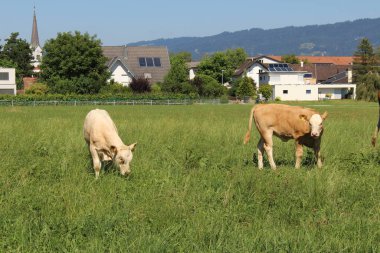 İki erkek buzağı sert, Vorarlberg, Avusturya 'da yeşil çayırlarda otluyor..