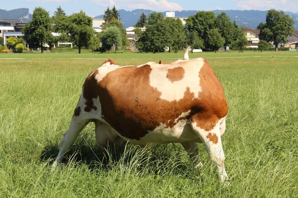 Uma Vaca Está Pastando Prado Verde Hard Vorarlberg Áustria — Fotografia de Stock