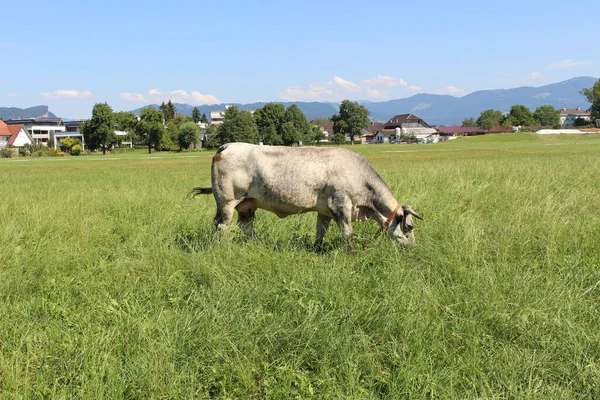 Uma Vaca Está Pastando Prado Verde Hard Vorarlberg Áustria — Fotografia de Stock