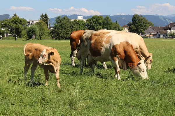 İnekler sert, Vorarlberg, Avusturya 'da yeşil çayırlarda otluyor..