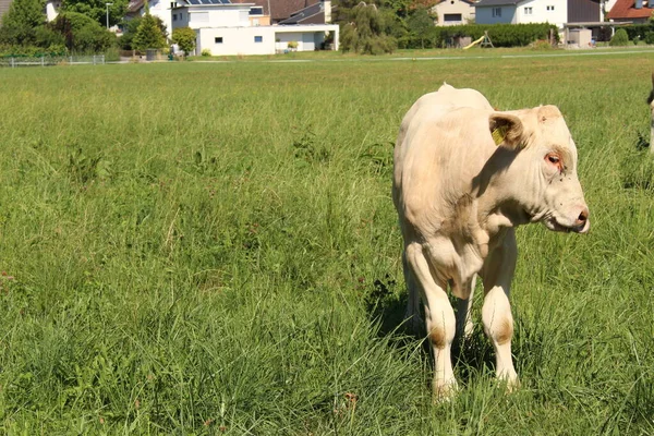 Bezerro Macho Está Pastando Prado Verde Hard Vorarlberg Áustria — Fotografia de Stock