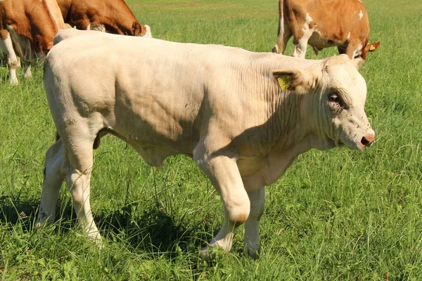 Male Calf Grazing Green Meadow Hard Vorarlberg Austria — Stock Photo, Image