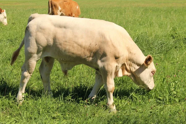 Male Calf Grazing Green Meadow Hard Vorarlberg Austria — Stock Photo, Image