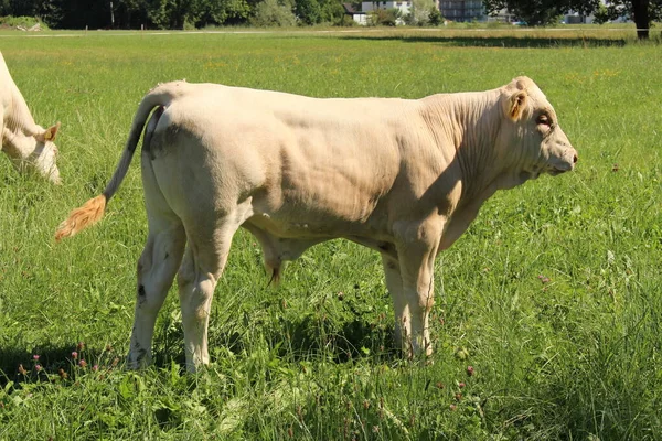 Bezerro Macho Está Pastando Prado Verde Hard Vorarlberg Áustria — Fotografia de Stock