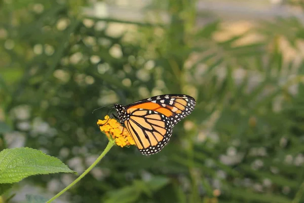 Arancione Bianco Nero Monarch Butterfly Innsbruck Austria Suo Nome Scientifico — Foto Stock