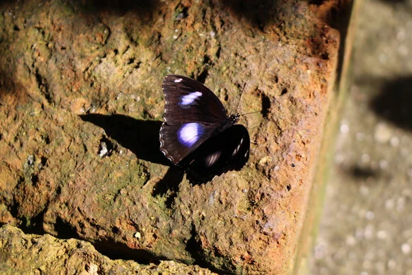 Blauw Gespot Zwart Mannetje Danaid Eggfly Mimic Diadem Vlinder Innsbruck — Stockfoto