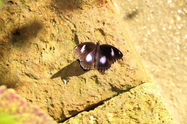 Синій Плямистий Чорний Самець Danaid Eggfly Або Mimic Diadem Метелик — стокове фото