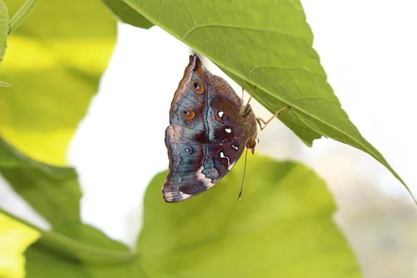 Пятнистая Бабочка Jazzy Leafwing Мраморный Лист Серебристый Лист Инсбруке Австрия — стоковое фото