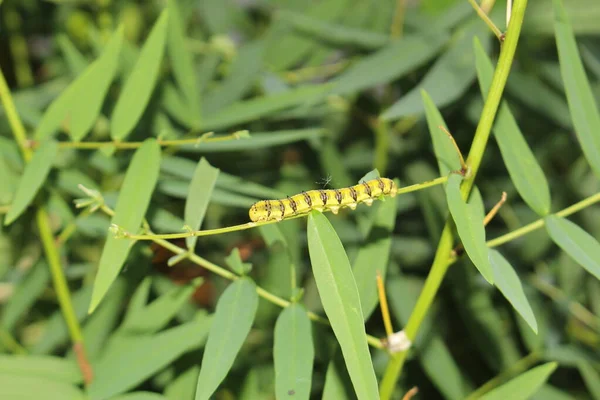 Laranja Barred Sulphur Lagarta Innsbruck Áustria Seu Nome Científico Phoebis — Fotografia de Stock