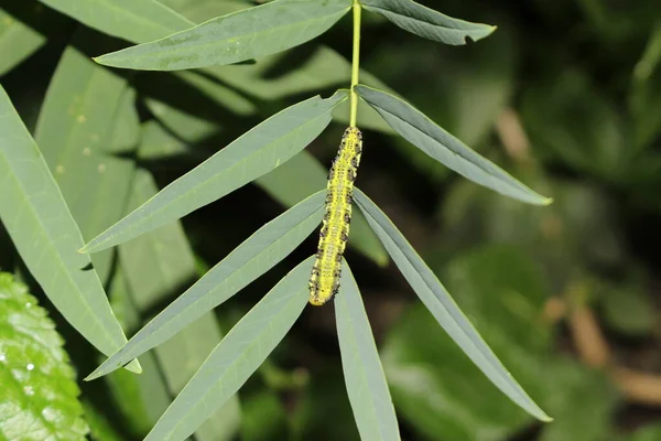 Laranja Barred Sulphur Lagarta Innsbruck Áustria Seu Nome Científico Phoebis — Fotografia de Stock