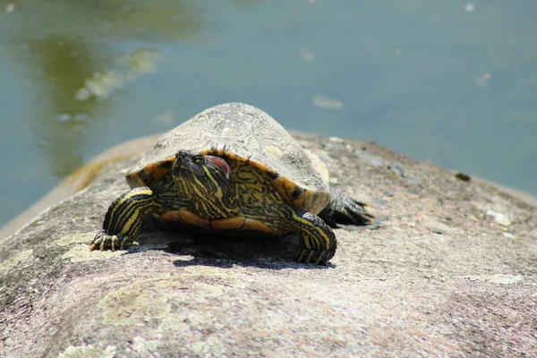 Roodoorschildpad Roodoorschildpad Innsbruck Oostenrijk Wetenschappelijke Naam Trachemys Scripta Elegans Bekend — Stockfoto