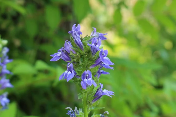 Great Blue Lobelia Fiori Innsbruck Austria Suo Nome Latino Lobelia — Foto Stock