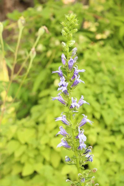 Great Blue Lobelia Flowers Innsbruck Austria Its Latin Name Lobelia — Stock Photo, Image