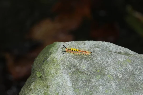 Rusty Tussock Moth Vapourer Lagarta Innsbruck Áustria Seu Nome Científico — Fotografia de Stock