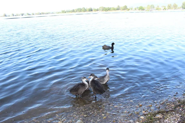 White Headed Black Eurasian Coot Fledgelings Swimming Lake Constance Bodensee — Stock Photo, Image