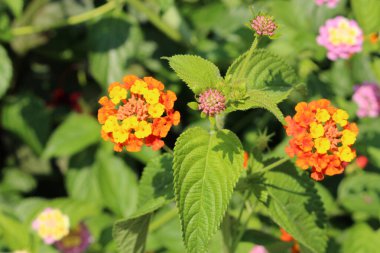  Avusturya 'nın Innsbruck şehrinde renkli 