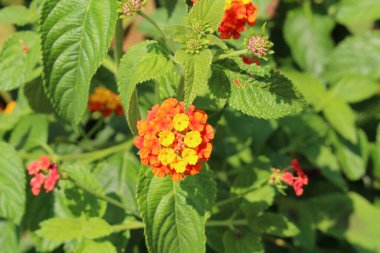  Avusturya 'nın Innsbruck şehrinde renkli 