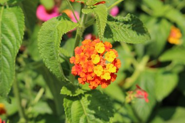  Avusturya 'nın Innsbruck şehrinde renkli 