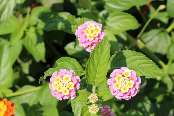 Färgglada Wild Sage Blommor Eller Red Sage White Sage Big — Stockfoto