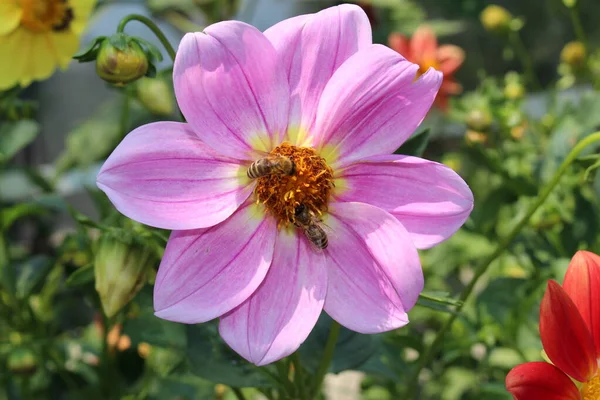Dahlia Pink Seedling Kwiat Pszczołą Innsbrucku Austria Jest Klasyfikowany Jako — Zdjęcie stockowe