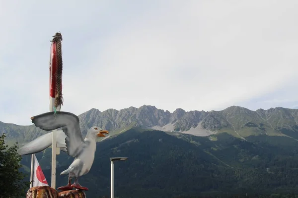 Gaviota Decorativa Con Vistas Las Montañas Los Alpes Nordkette Innsbruck — Foto de Stock