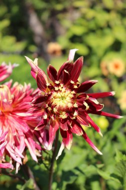 Münih, Almanya 'da kırmızı 