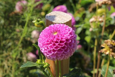 Münih, Almanya 'da Pembe 