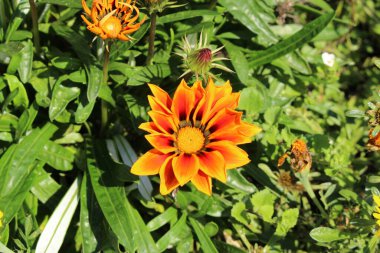 Münih, Almanya 'da portakal renkli 