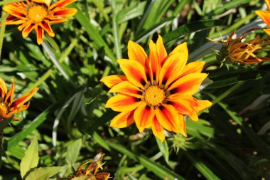 Münih, Almanya 'da portakal renkli 