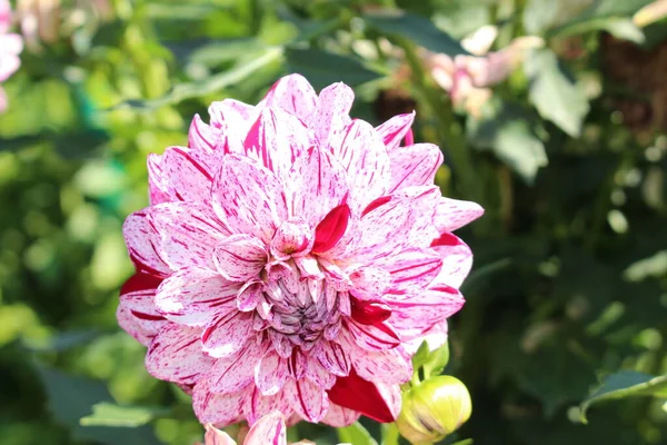 Vino Morado Moteado Blanco Hybrid Dahlia Hulin Carnival Flor Munich — Foto de Stock