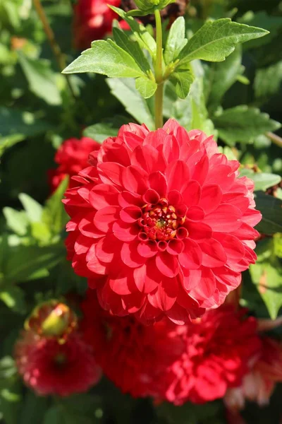 Czerwony Hybrid Dahlia Cordula Kwiat Monachium Niemcy Jest Klasyfikowany Jako — Zdjęcie stockowe