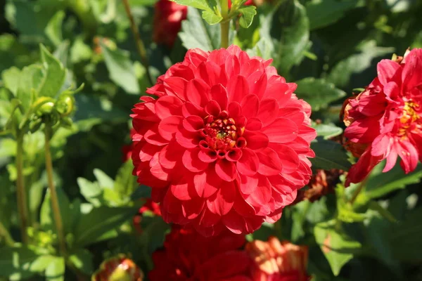 Piros Hibrid Dahlia Cordula Virág Münchenben Németországban Pompon Dahlia Ként — Stock Fotó