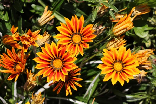 Narancs Hibrid Kincses Virág Münchenben Németországban Tudományos Neve Gazania Rigens — Stock Fotó
