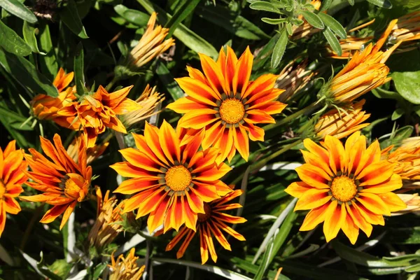 Narancs Hibrid Kincses Virág Münchenben Németországban Tudományos Neve Gazania Rigens — Stock Fotó