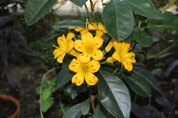 Hybrid Orange Rhododendron Haloed Gold Flowers Munich Germany Its Scientific — Stock Photo, Image