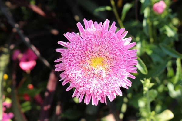 Růžová Hybridní Květina Anemone Flowered Dahlia Mnichově Německo Dahlias Jsou — Stock fotografie