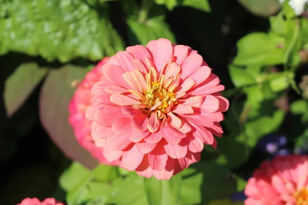 Salmón Rosa Zinnia Flor Munich Alemania Nombre Científico Zinnia Violacea — Foto de Stock