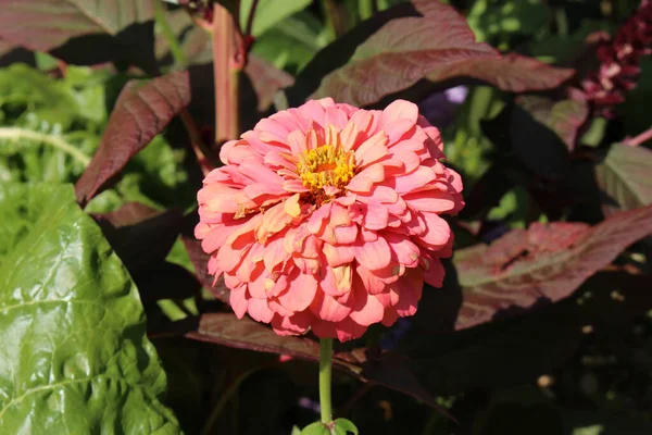 Łosoś Różowy Cynnia Kwiat Monachium Niemcy Jego Naukowe Nazwisko Zinnia — Zdjęcie stockowe